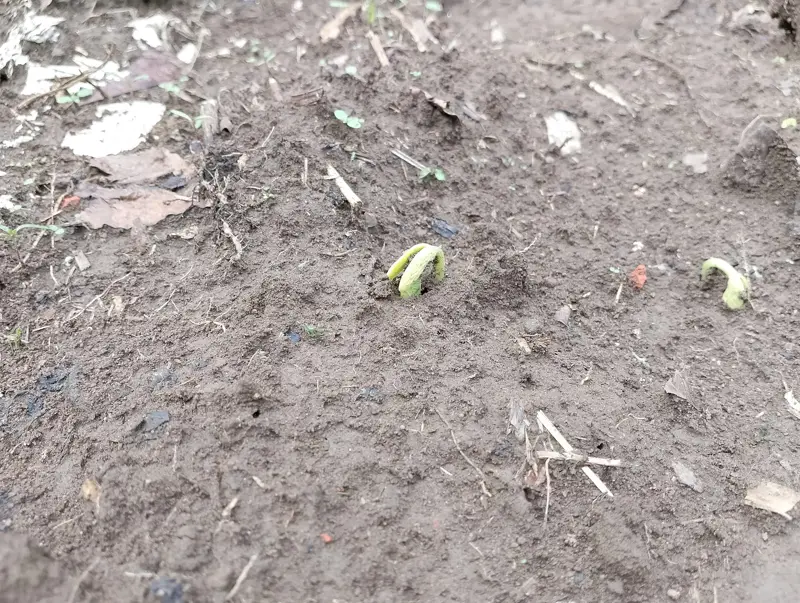 A bean seed sprouting in bare soil