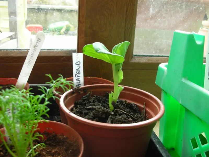 A broad bean seedling in a small pot on a windowsill
