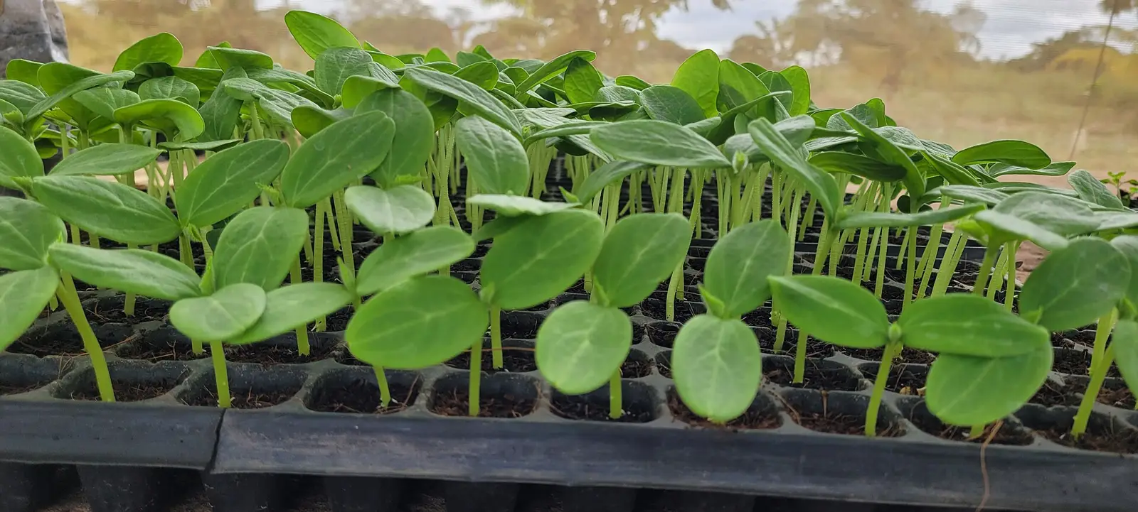 Cucumber seedlings in trays, growing strongly