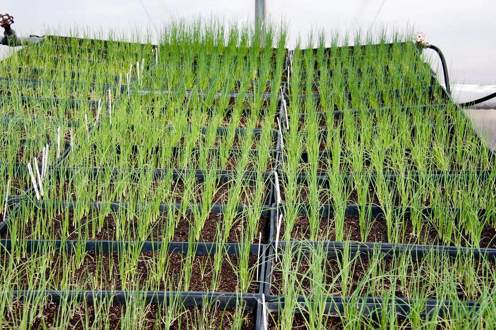 Rows of onion seedlings under cover in a greenhouse