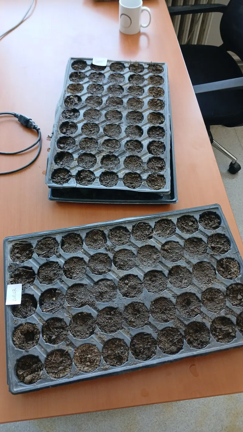 Seedling trays filled with mix, ready to sow